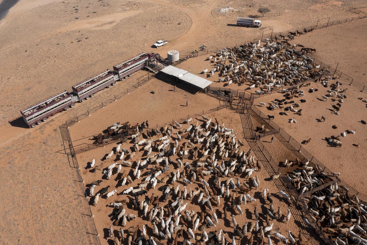 cattle-aerial-view.jpg