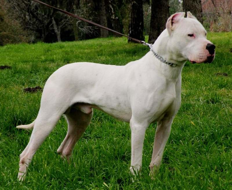 Dogo_argentino_06.jpg