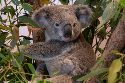 Koala.jpg