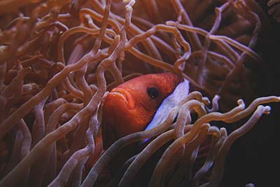 Nemo