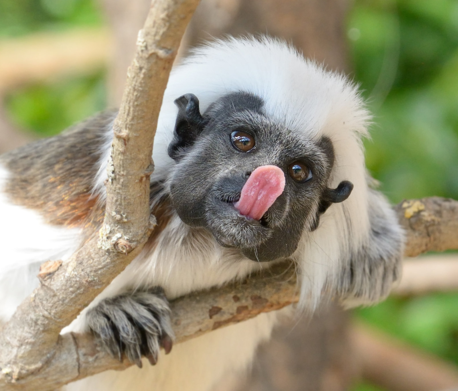 Tamarin monkey 1