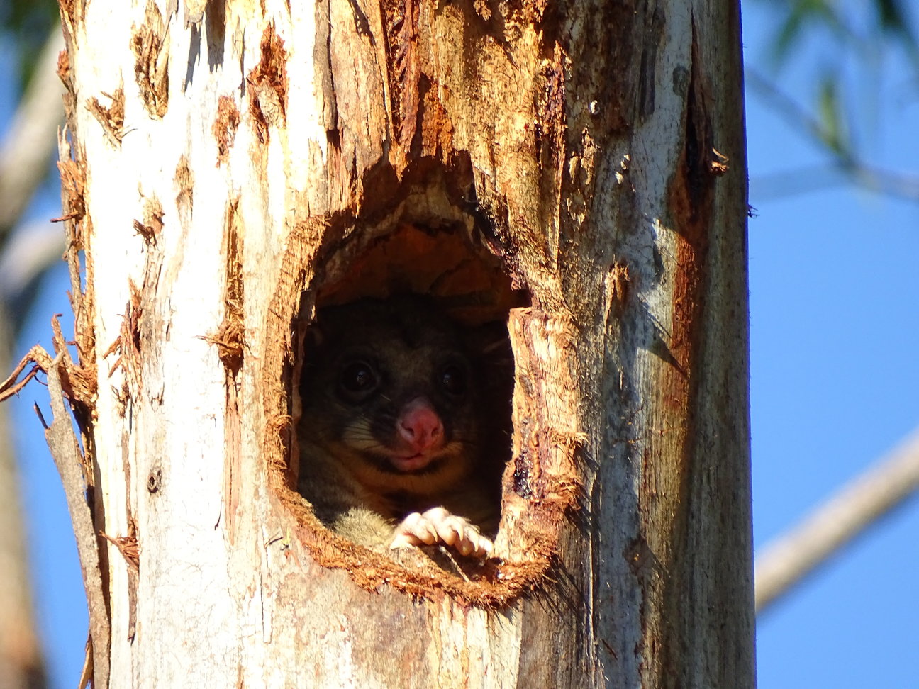 Possum