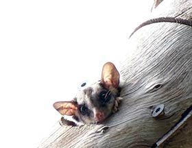 Possum on tree